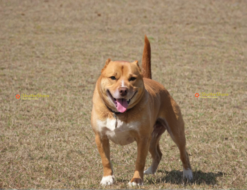 Pit Bull Terrier Gazing Steadfastly