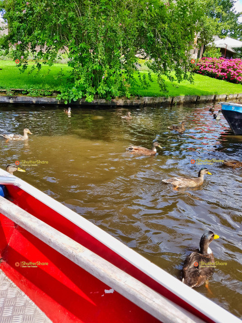 Ducks Swimming by a Red Boat in a Scenic Canal