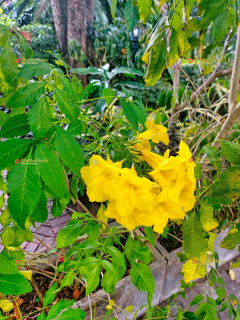 Bright Yellow Flowers in a Lush Garden