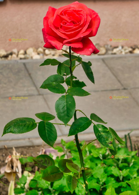 Single Red Rose Blooming - Brno, Czech Republic