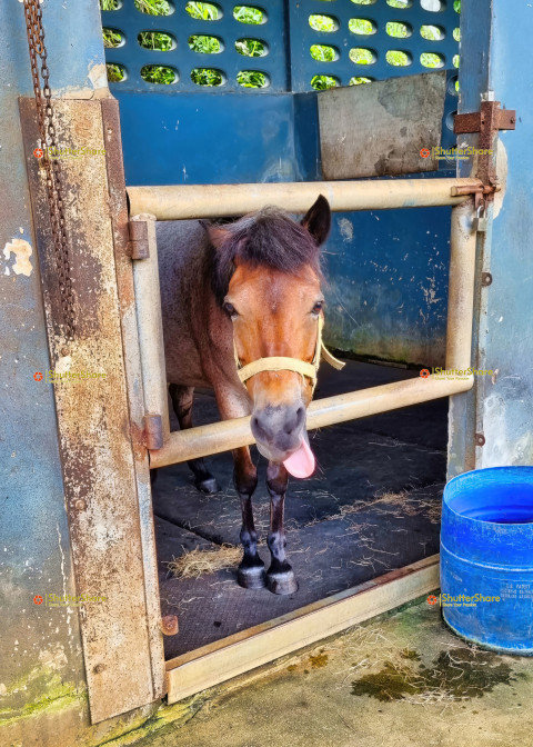 Playful Horse Sticking Tongue Out in Chalong, Thailand Stable