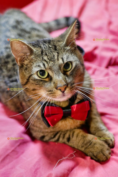 Tabby Cat Wearing Red Bow Tie on Pink Blanket