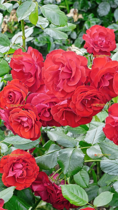 Enchanting Red Roses in Full Bloom: A Vibrant Showcase of Nature's Beauty