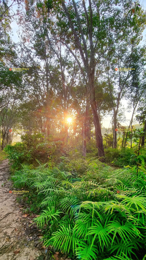 Sunrise in a Lush Forest in Chalong, Thailand - January 2023