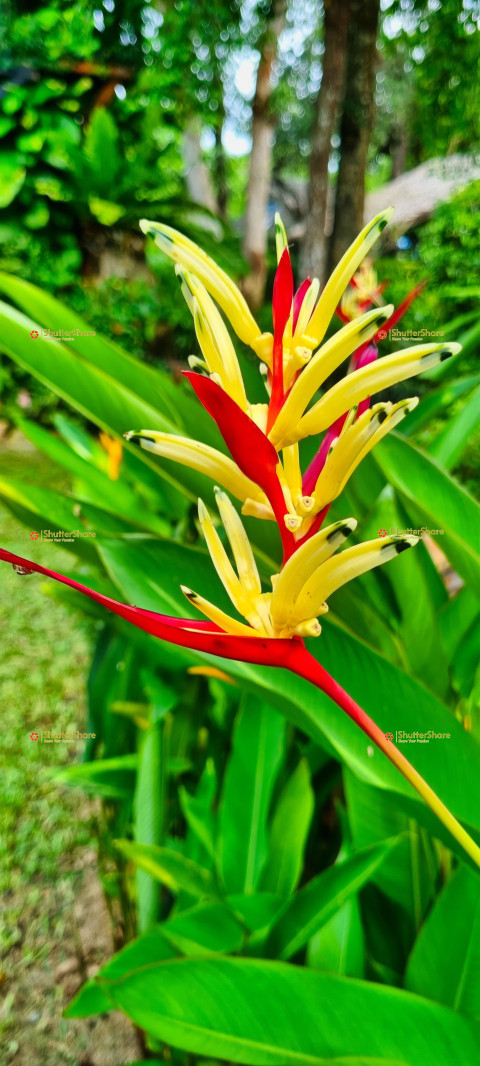 Heliconia Flower in Chalong, Thailand