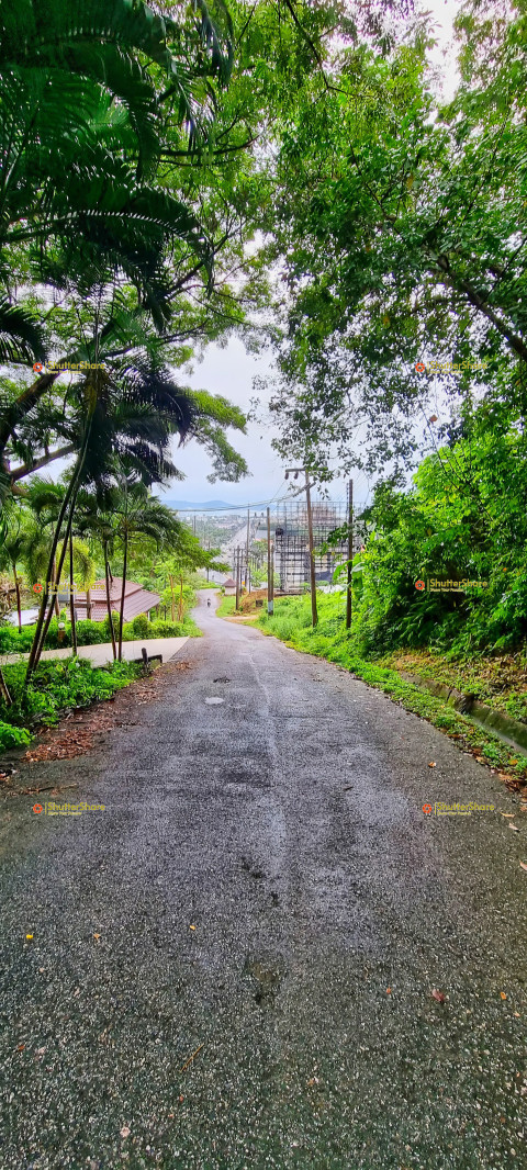 Scenic Pathway Through Lush Greenery in Rawai, Phuket, Thailand