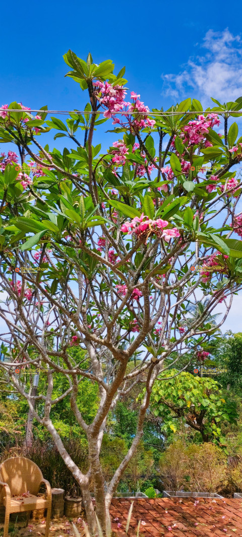 Blooming Frangipani Tree on a Sunny Day