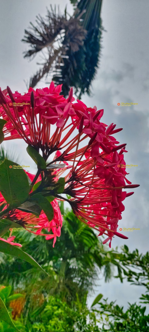 Close-Up of Pink Flowers Against a Cloudy Sky