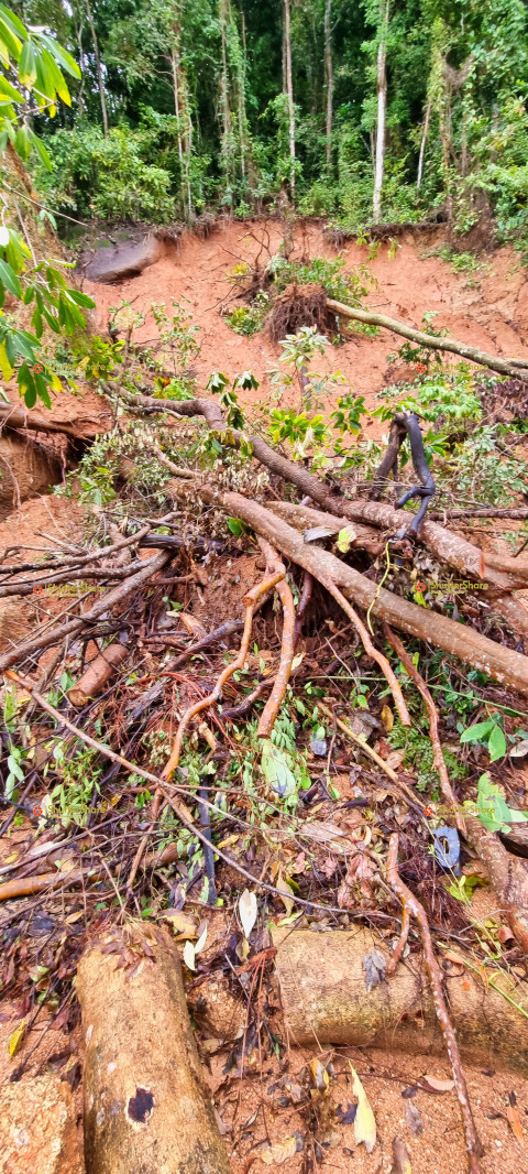 Deforestation Impact in Rainforest