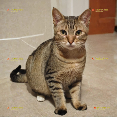 Shorthaired Tabby Cat in Quiet Observation