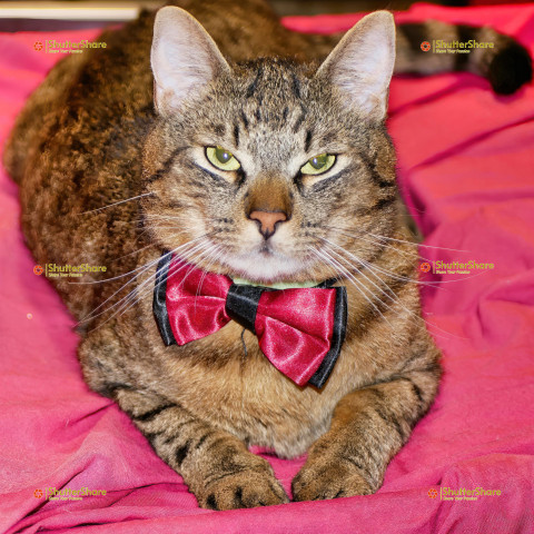 Tabby Cat Wearing Red Bow Tie on Pink Fabric